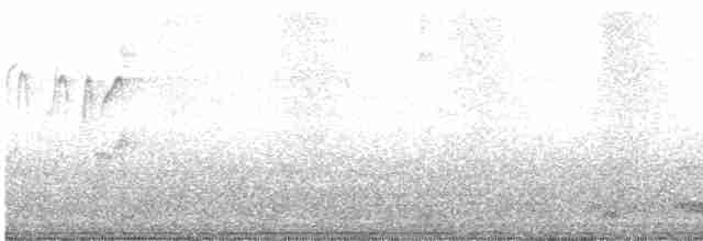 Цейлонский серый ток - ML604481301