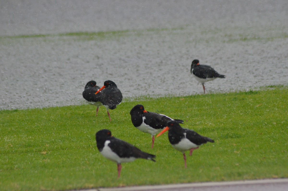 Pied Oystercatcher - Olivier Marchal