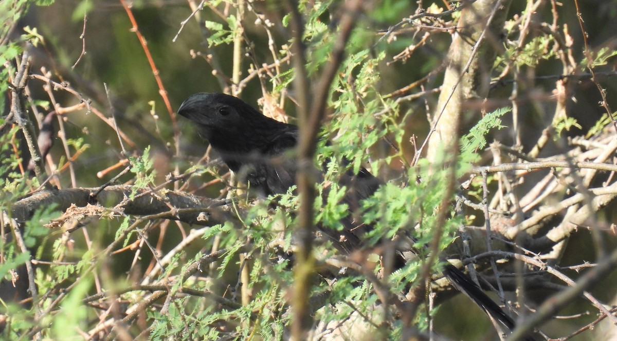 Groove-billed Ani - Uday Sant