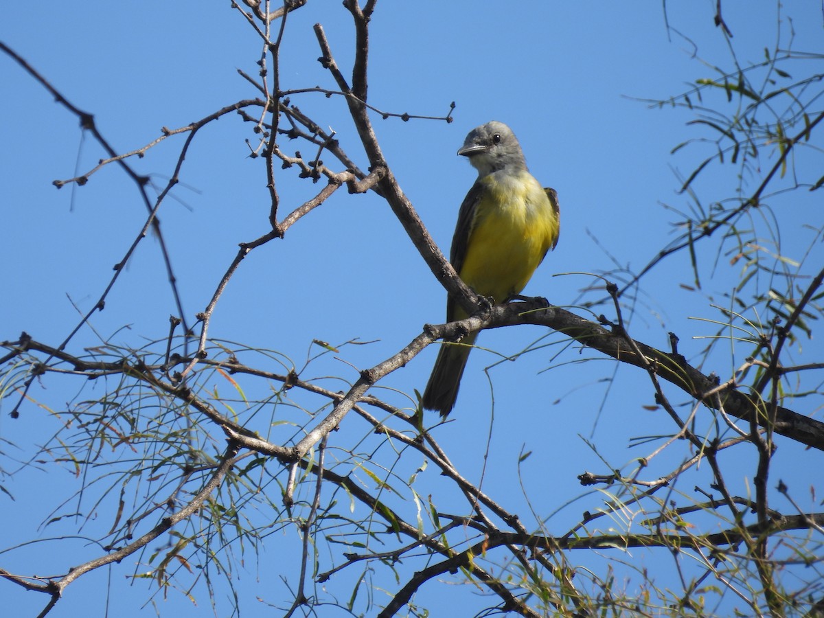 Couch's Kingbird - Uday Sant