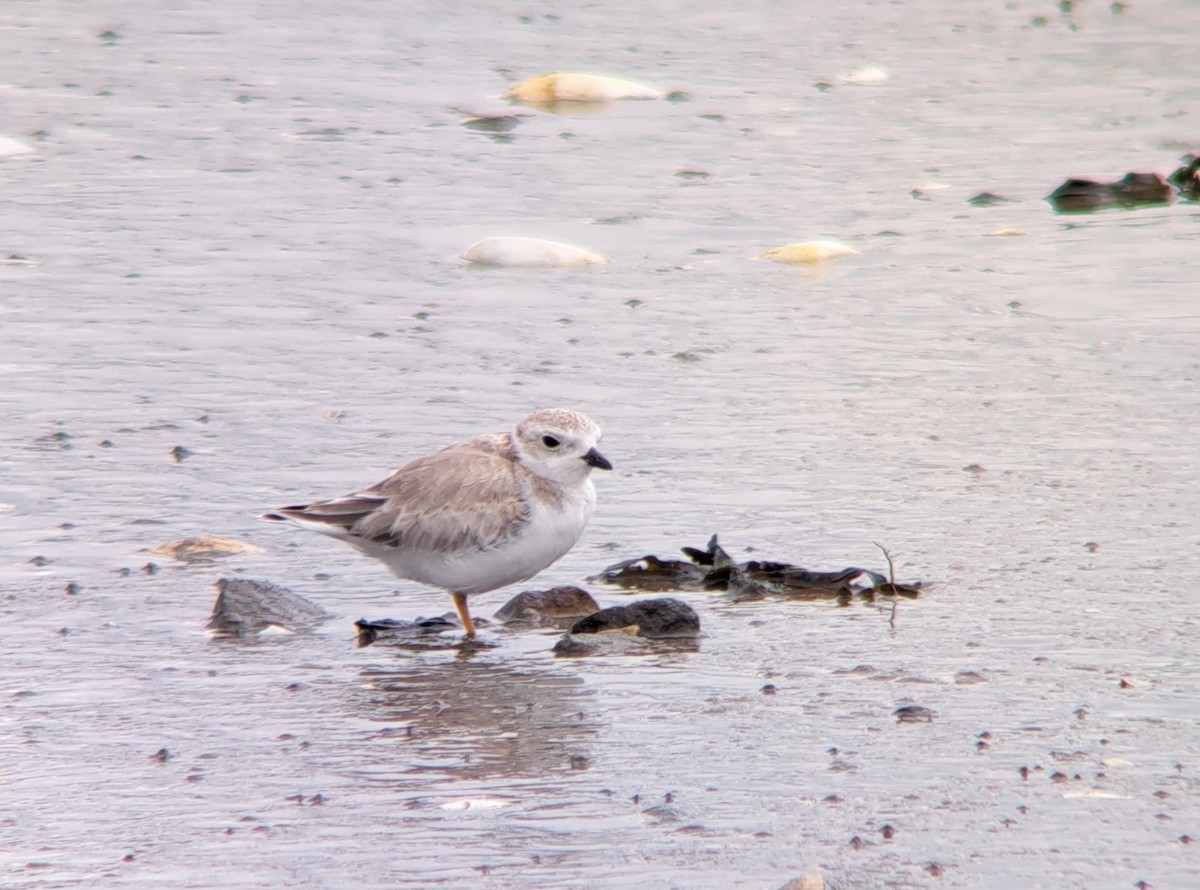 Piping Plover - ML604486061