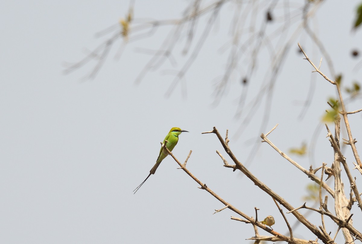 African Green Bee-eater - ML604487061