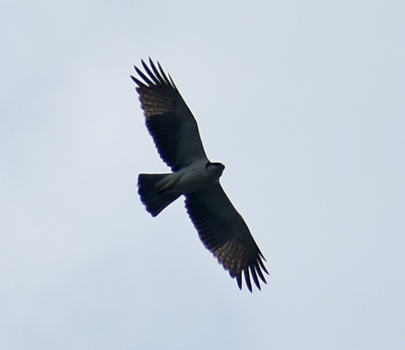 Rufous-bellied Eagle - Kausthubh K Nair