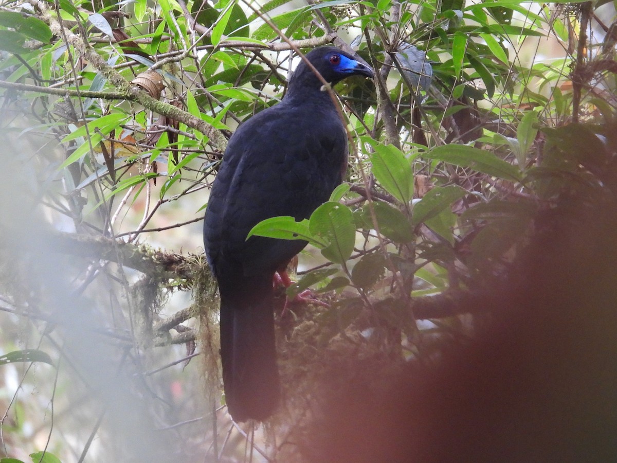 Sickle-winged Guan - ML604490421