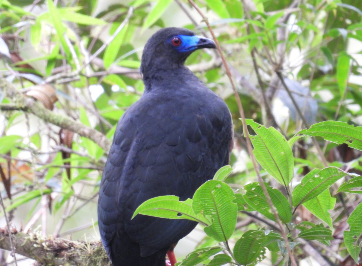 Sickle-winged Guan - ML604490431