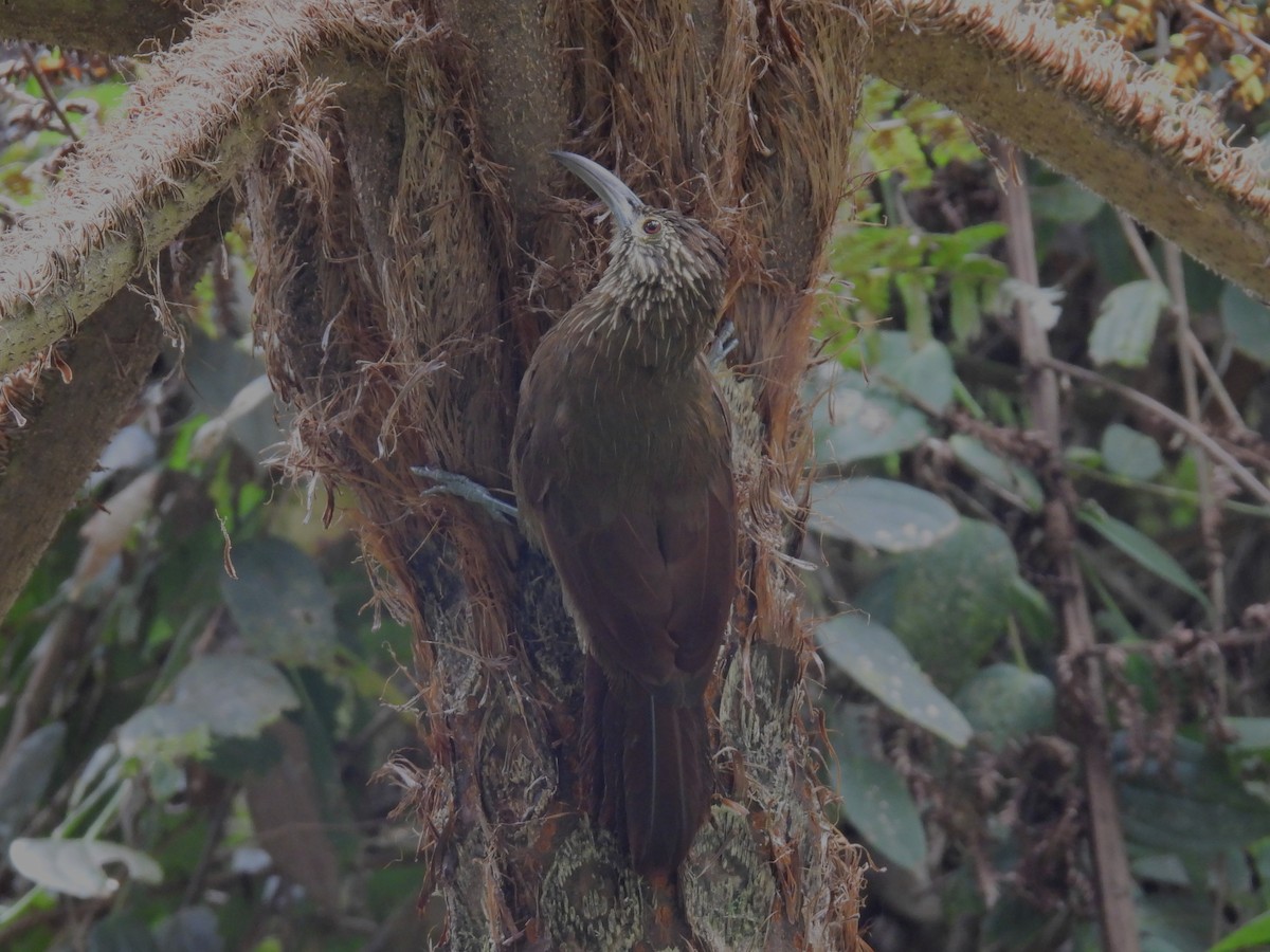 Strong-billed Woodcreeper - ML604490721