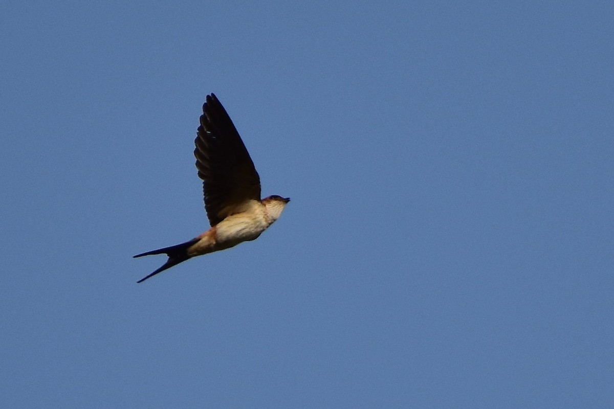 Red-rumped Swallow - ML604495821