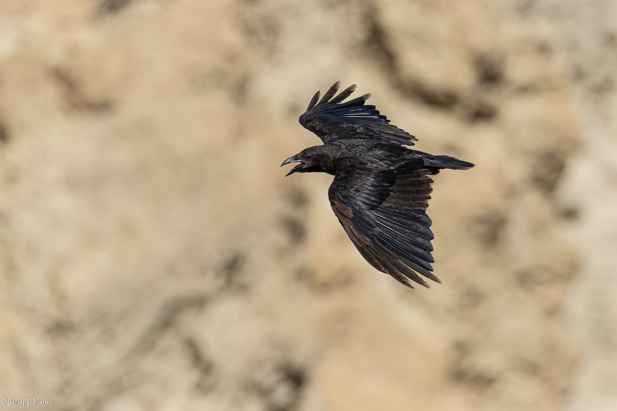 Fan-tailed Raven - ML604497101