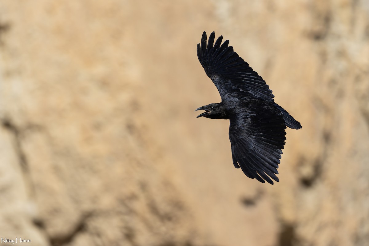 Fan-tailed Raven - nitay haiun