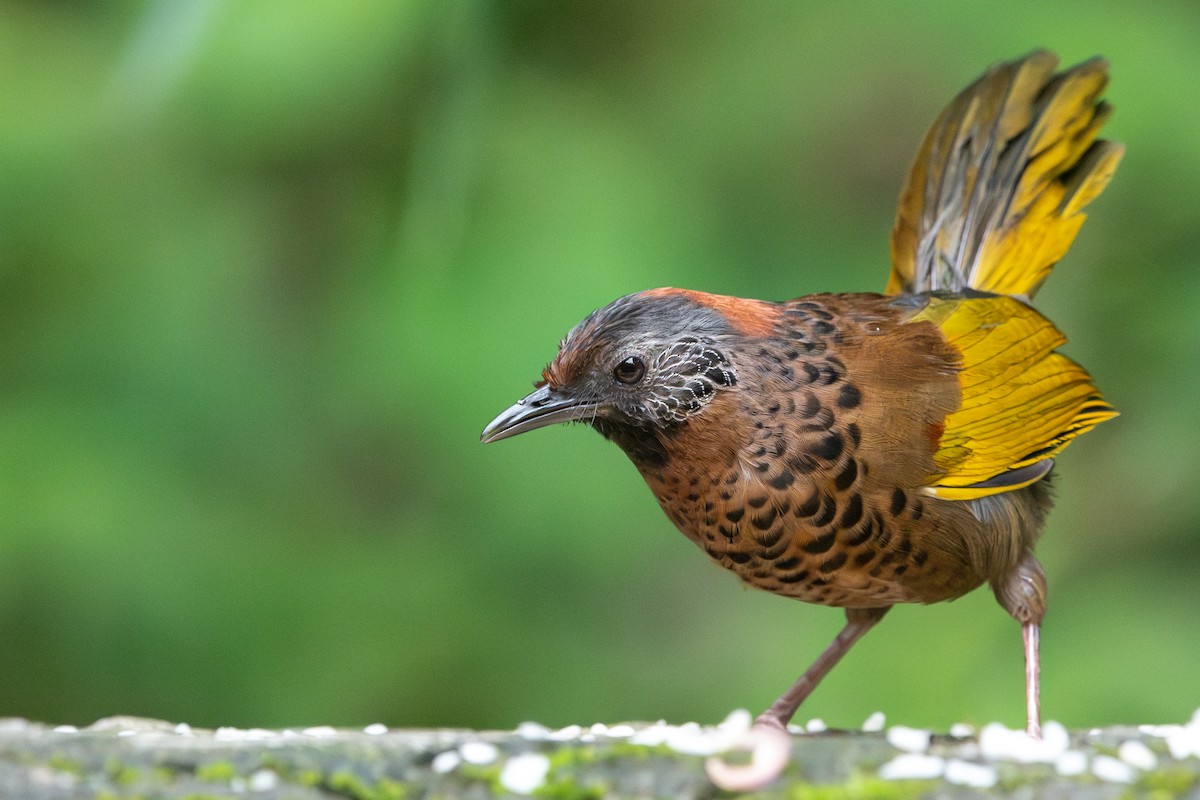 Chestnut-crowned Laughingthrush - ML604500801