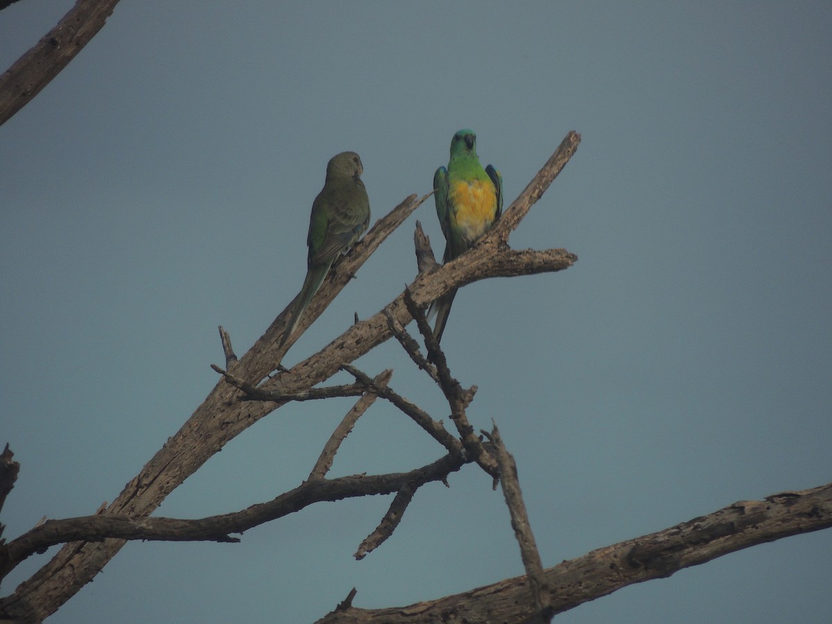 Red-rumped Parrot - ML604502661