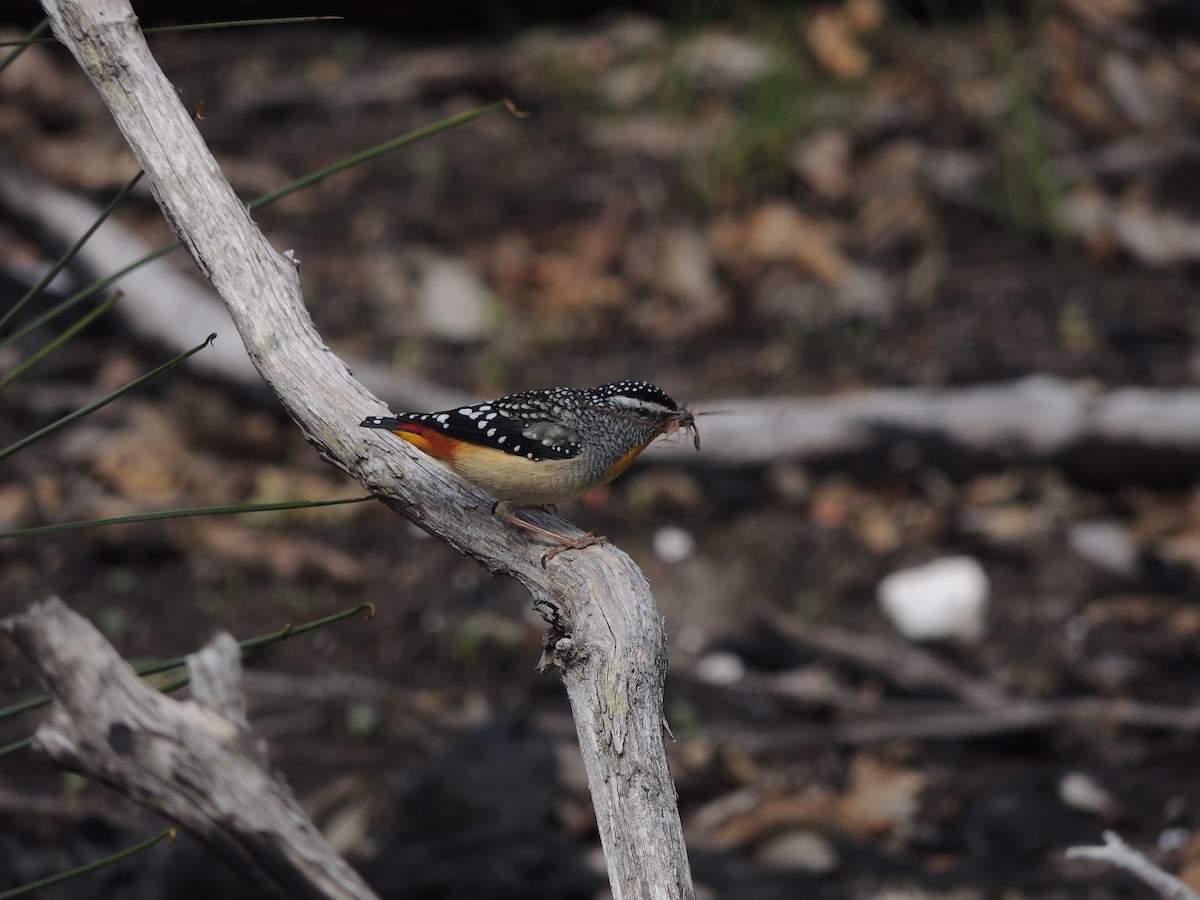Spotted Pardalote - ML604503231