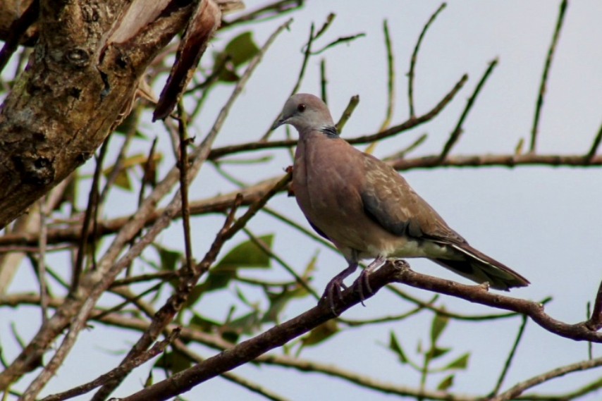 Philippine Collared-Dove - Zakary Hambsch