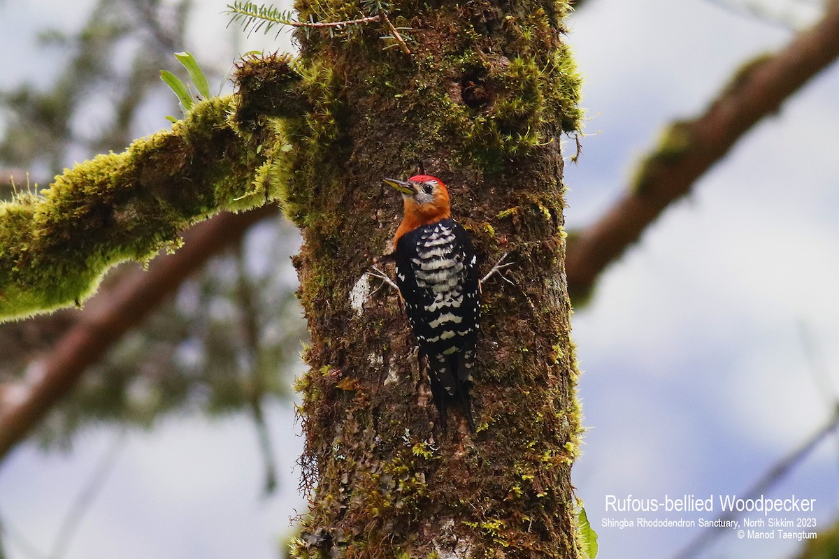 Rufous-bellied Woodpecker - Manod Taengtum