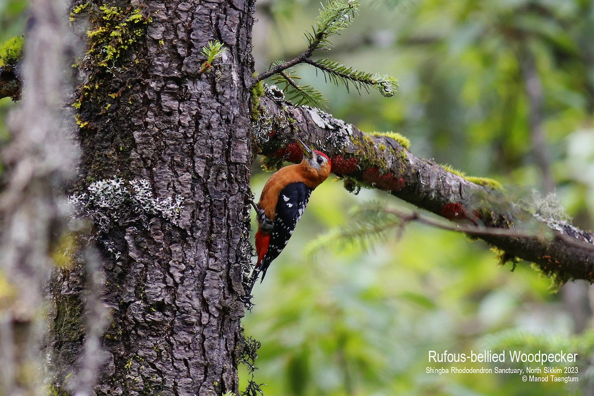 Rufous-bellied Woodpecker - ML604503961