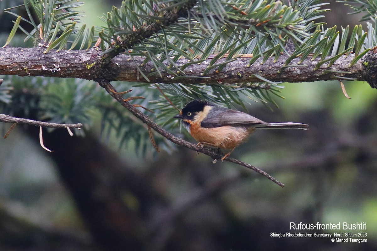 Black-browed Tit (Rufous-fronted) - ML604504301