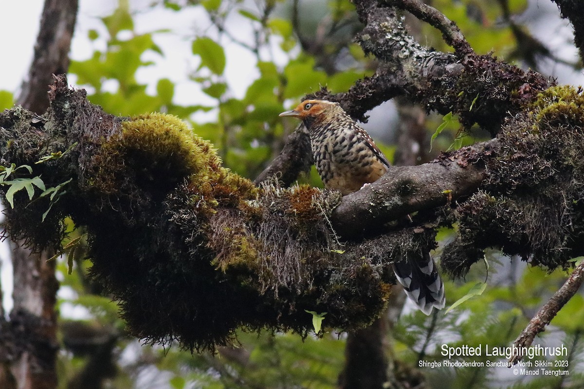Spotted Laughingthrush - ML604504371