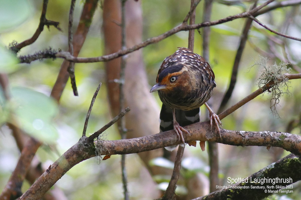 Spotted Laughingthrush - ML604504381