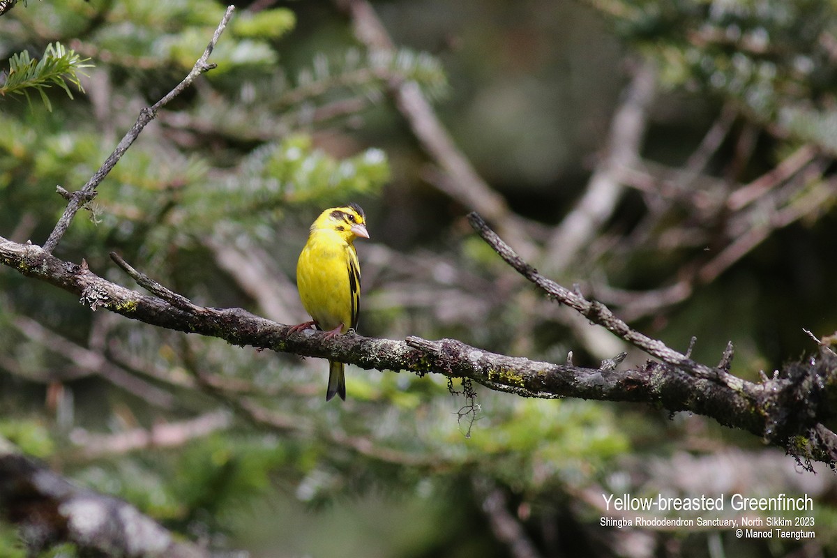 Yellow-breasted Greenfinch - Manod Taengtum