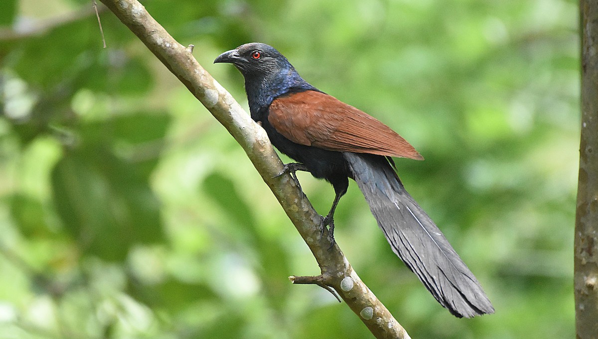 Greater Coucal - ML604506181