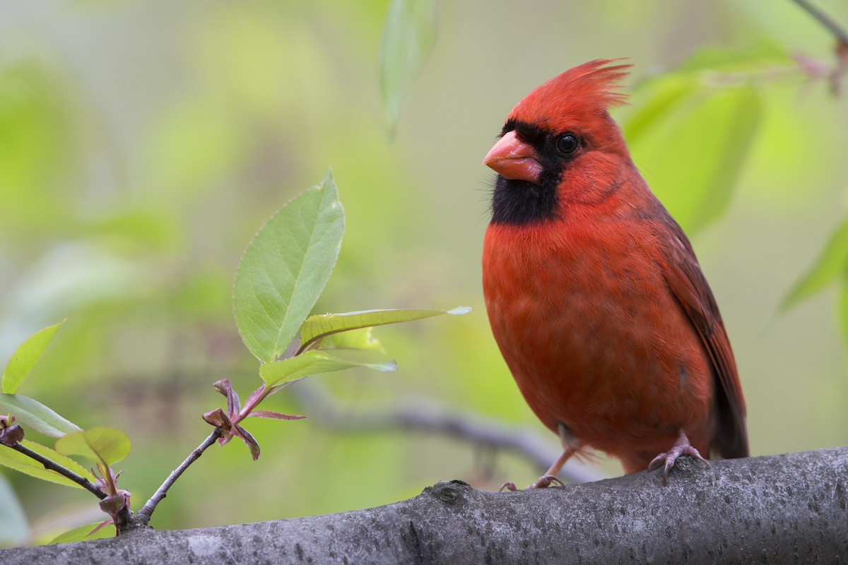 Northern Cardinal (Common) - Michael Stubblefield