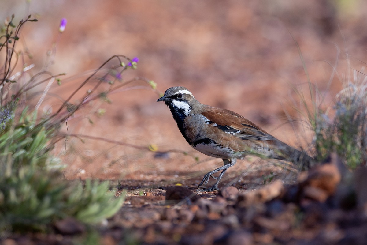 quail-thrush sp. - Laurie Ross | Tracks Birding & Photography Tours