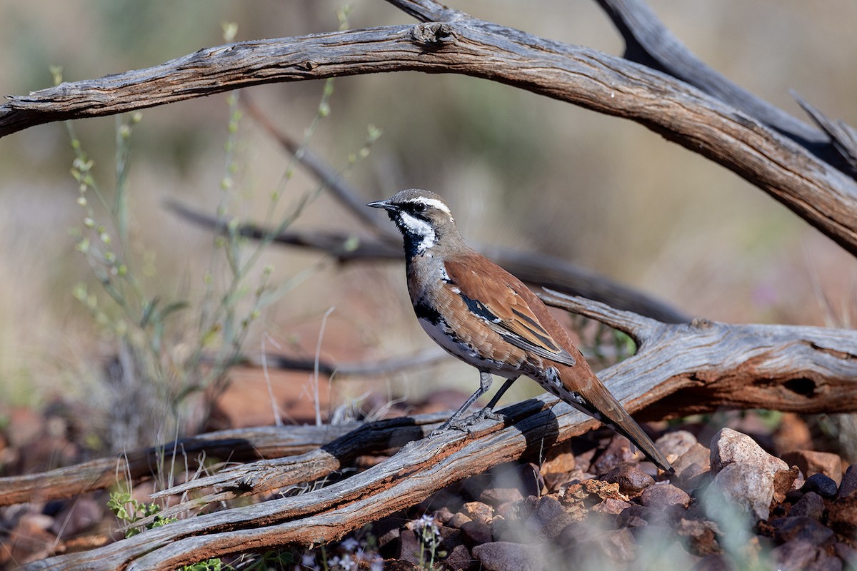 quail-thrush sp. - Laurie Ross | Tracks Birding & Photography Tours