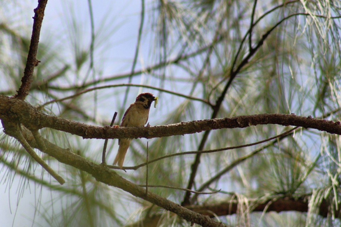 Eurasian Tree Sparrow - ML604510671