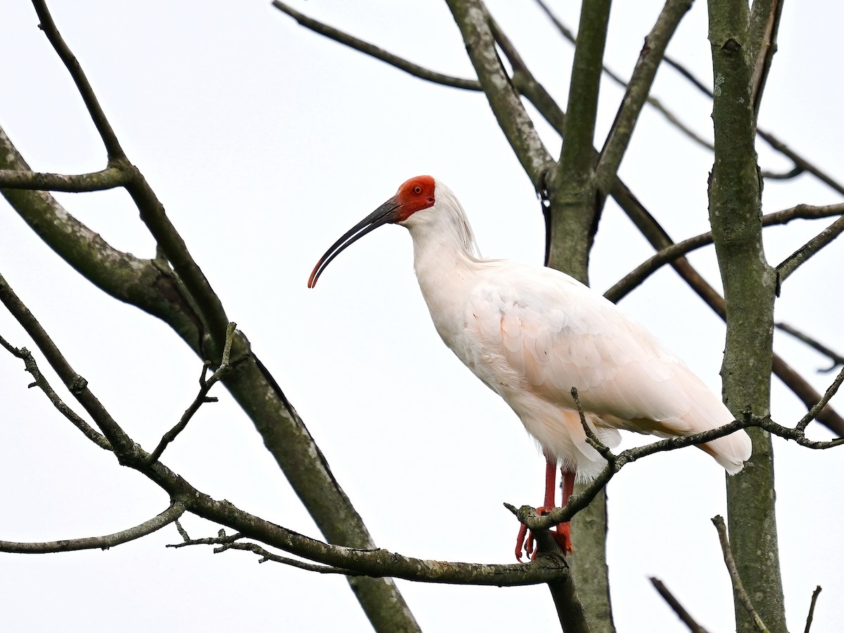 Crested Ibis - ML604512171