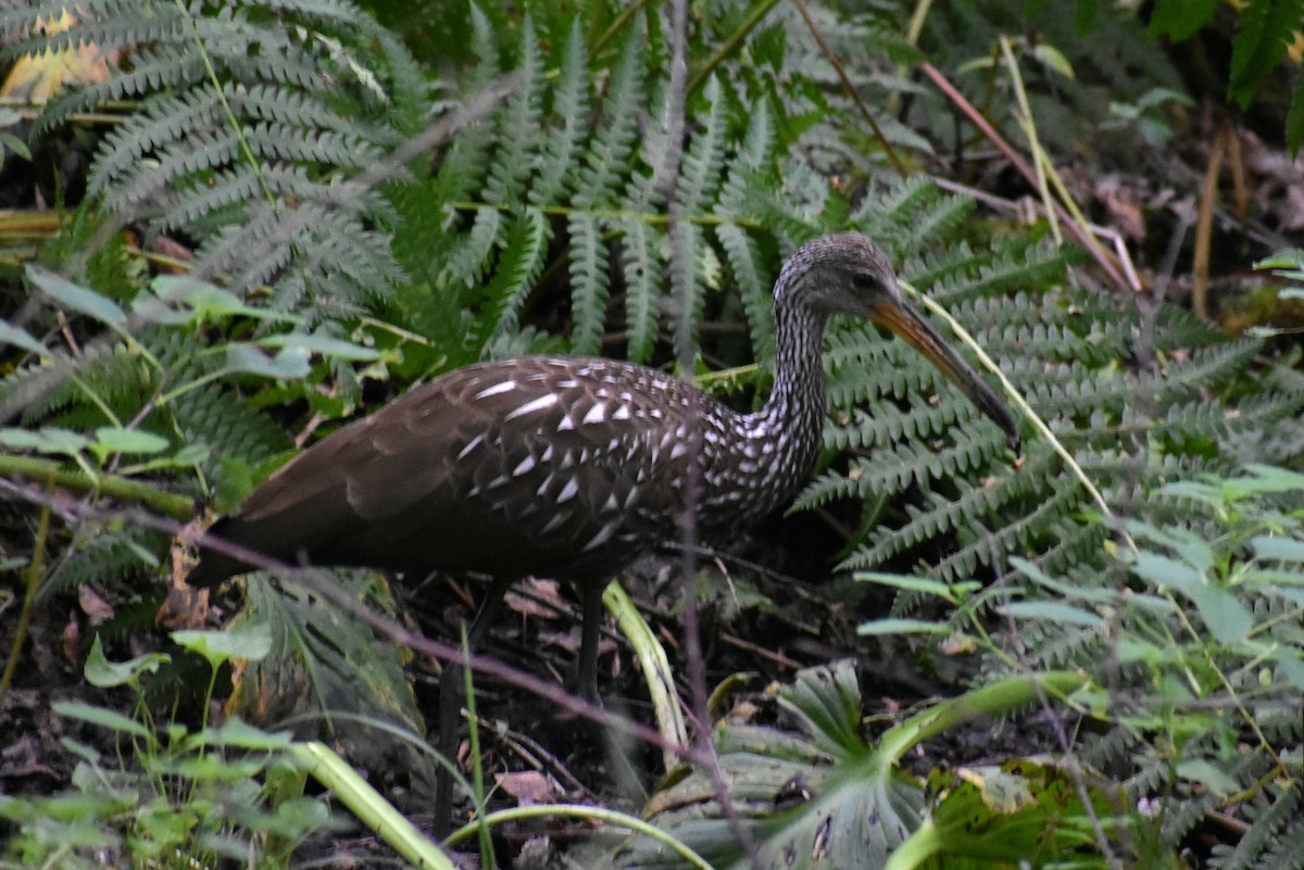 Ebird Checklist Aug Moraine Sp Mcdanel S Boat Launch