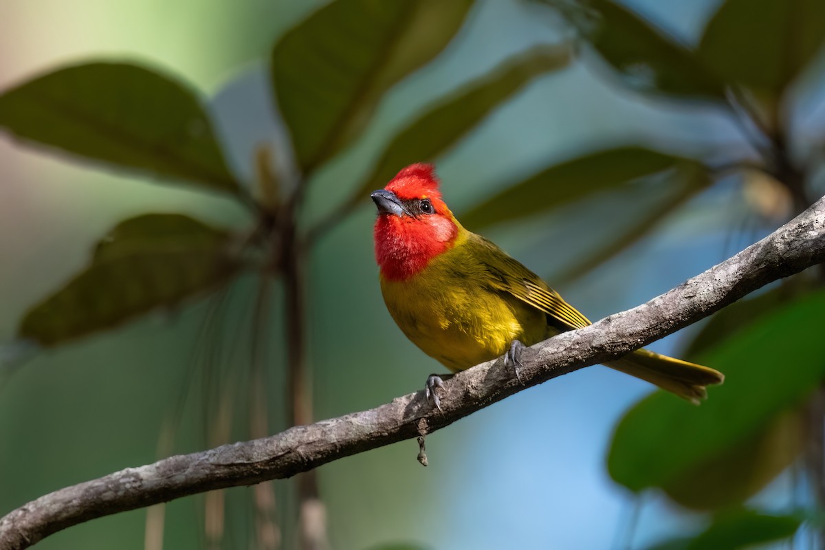 Red-headed Tanager - Adam Jackson
