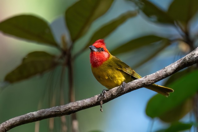 Red-headed Tanager