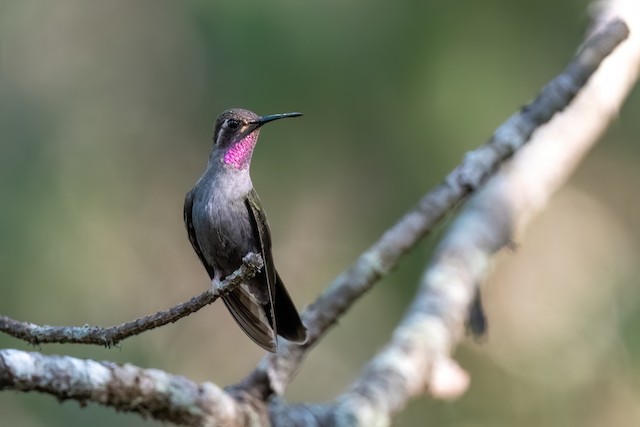 Amethyst-throated Mountain-gem