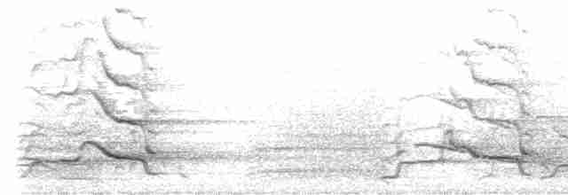 Белохвостый траурный какаду - ML604519011