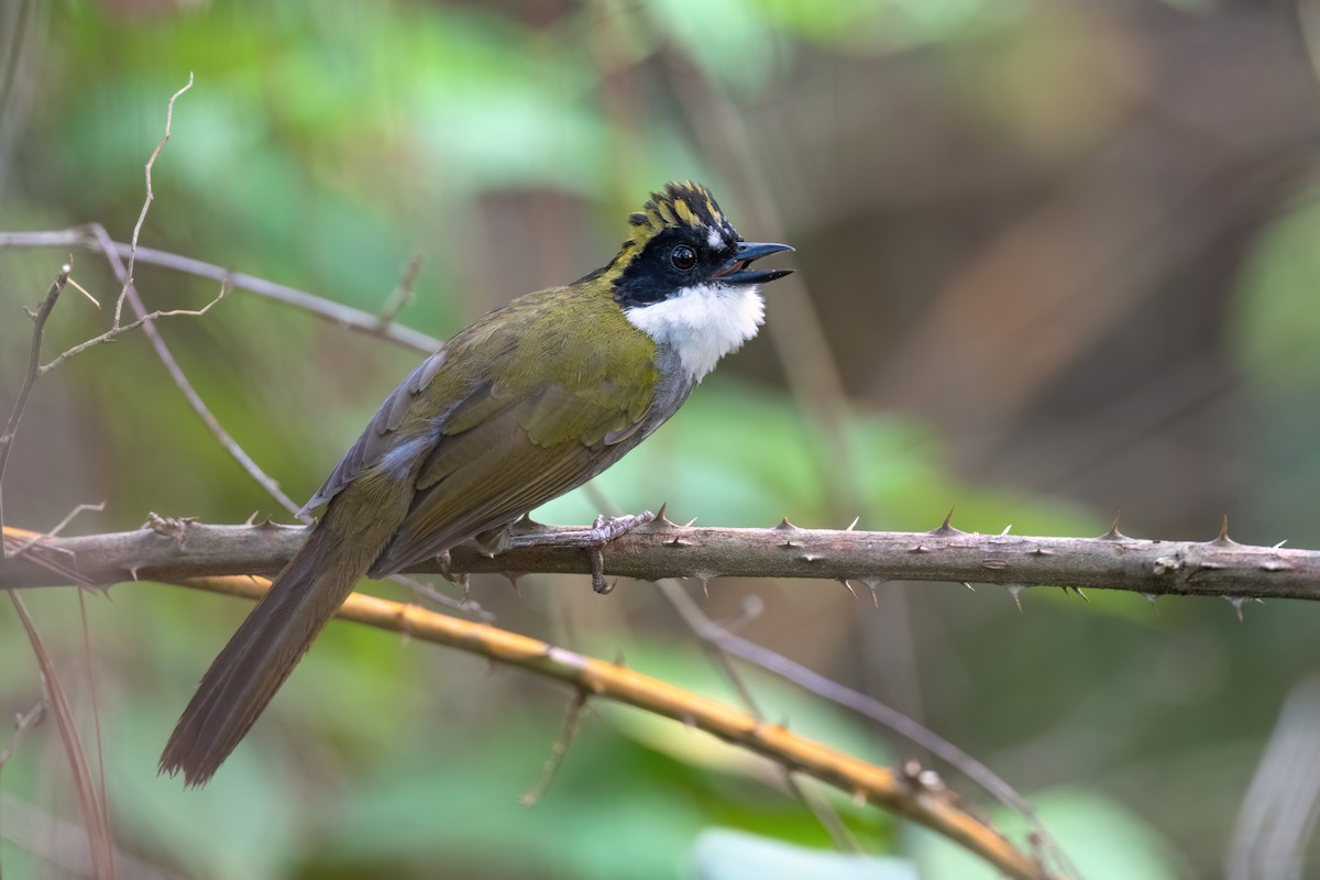 Green-striped Brushfinch - ML604521391