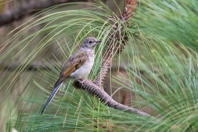 Brown-backed Solitaire