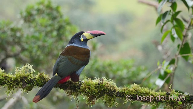 Gray-breasted Mountain-Toucan - ML604524231