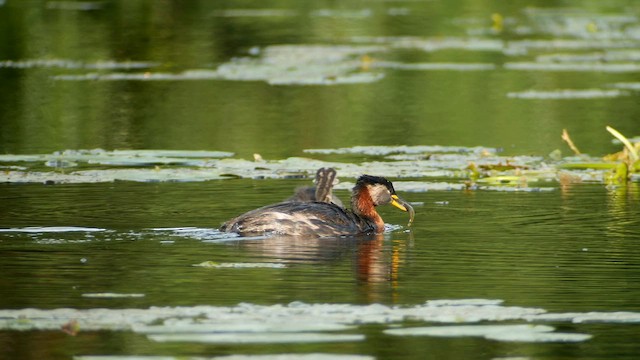 Red-necked Grebe - ML604524991