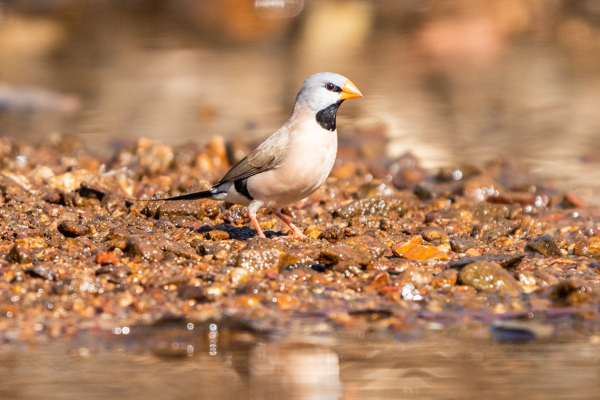 Long-tailed Finch - Duncan Henderson