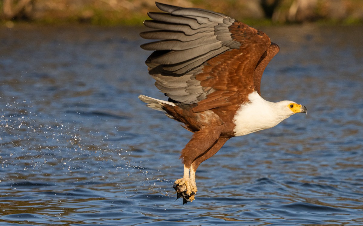 African Fish-Eagle - ML604526251
