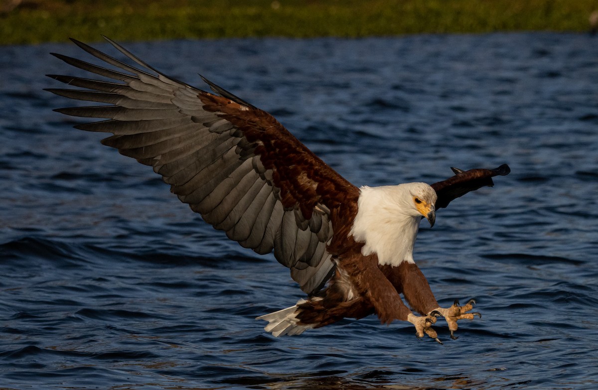 African Fish-Eagle - ML604526301