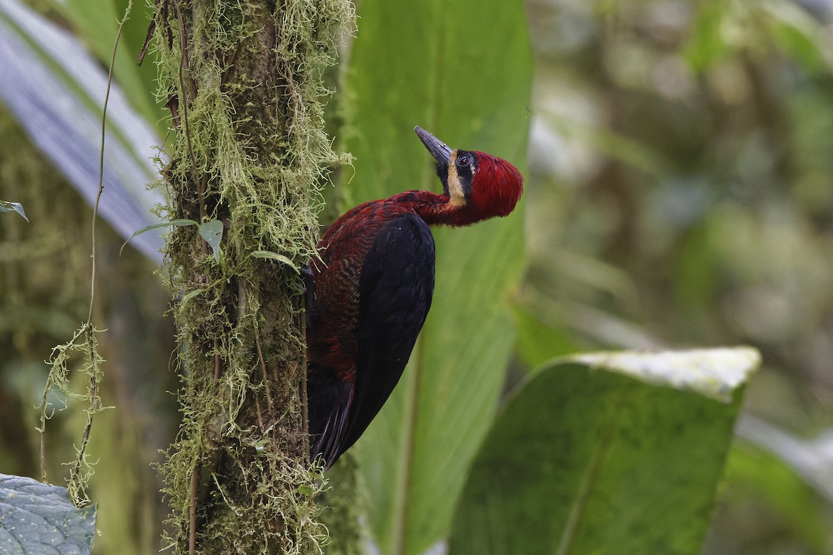 Crimson-bellied Woodpecker - ML604526901