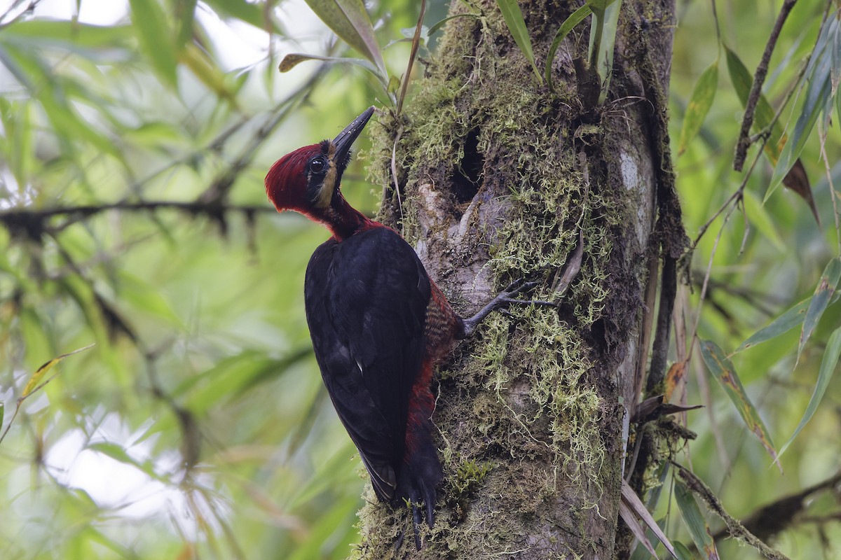 Crimson-bellied Woodpecker - David Wright