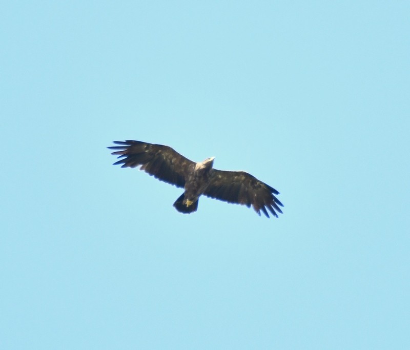 Lesser Spotted Eagle - ML604527901