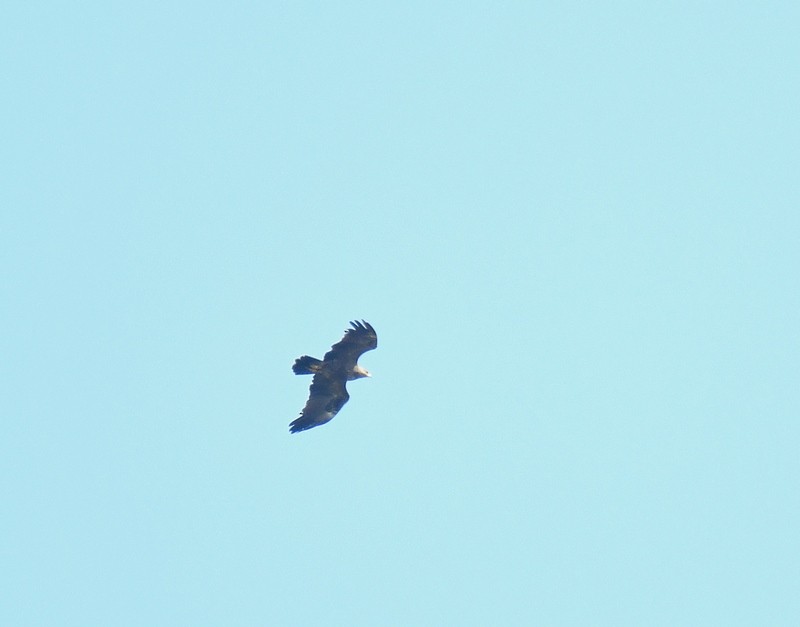 Lesser Spotted Eagle - ML604527931