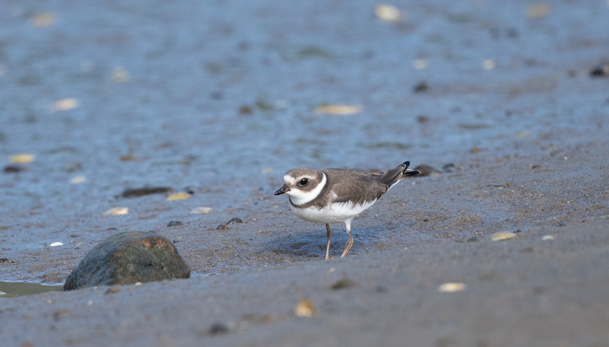 Semipalmated Plover - ML604531621