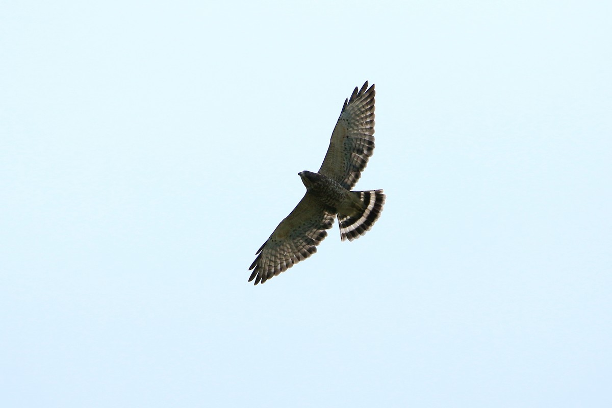 Broad-winged Hawk - Kaleb Kroeker