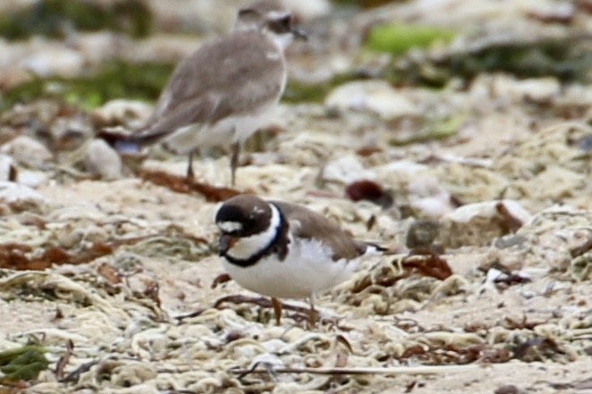 Semipalmated Plover - ML604533571