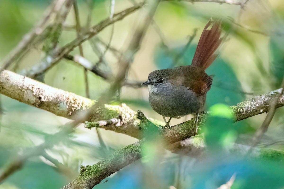 Gray-bellied Spinetail - ML604538771