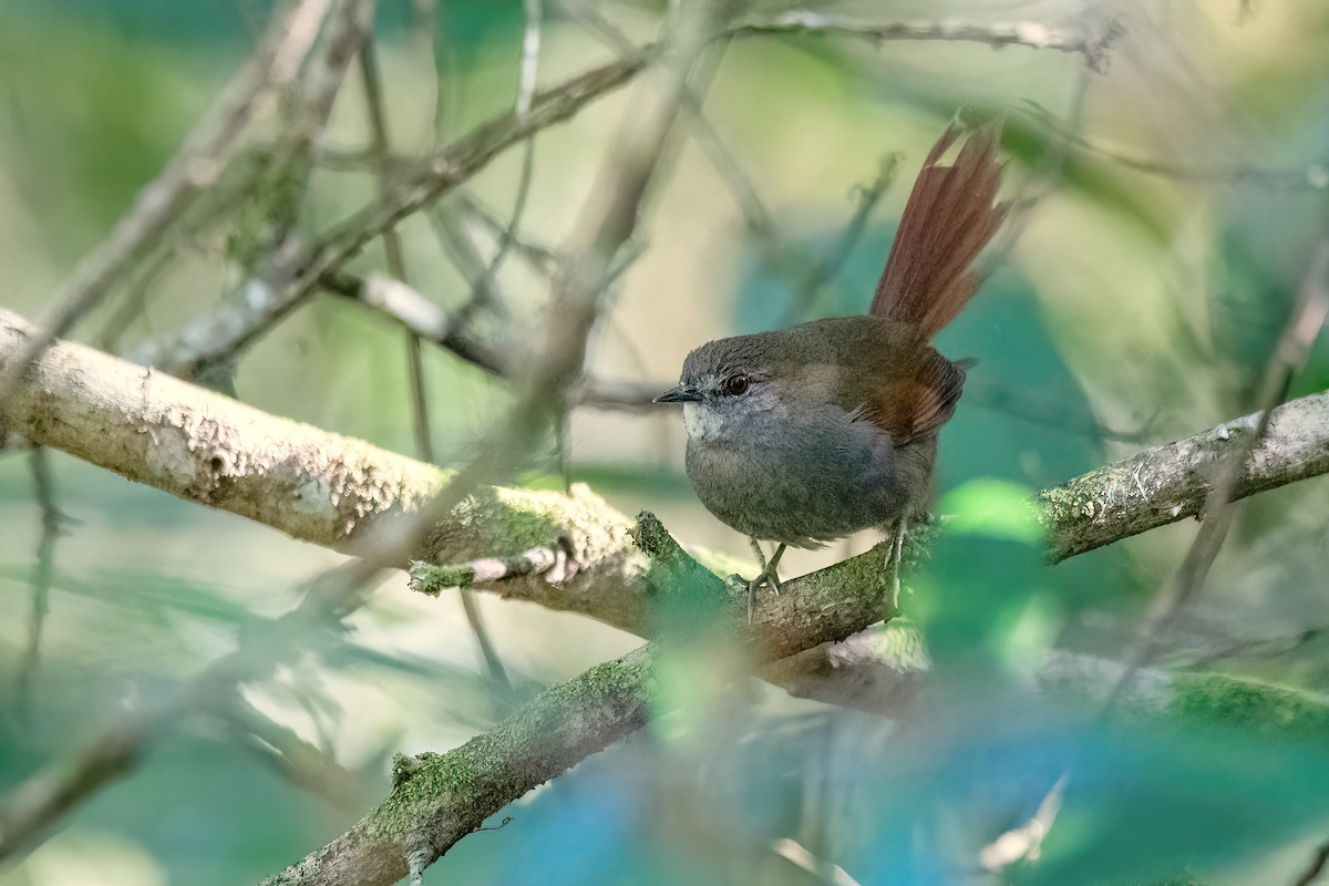 Gray-bellied Spinetail - ML604538781